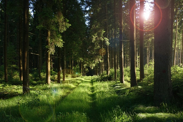 https://pixabay.com/de/wald-waldweg-sonne-sonnenuntergang-458324/